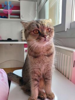 Scottish Fold 1 Yaşında Kızıma Damat Arıyorum