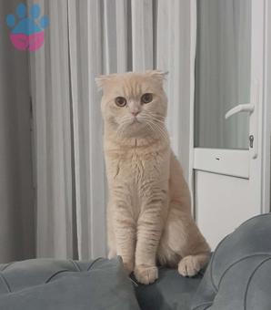 Scottish Fold Acil Oğluma Eş Arıyorum 1 Yaşında