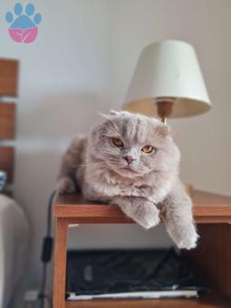 Scottish Fold Kedime Acil British Dişi Eş Aranıyor