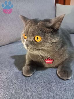 British Shorthair Prensesime Eş Arıyorum