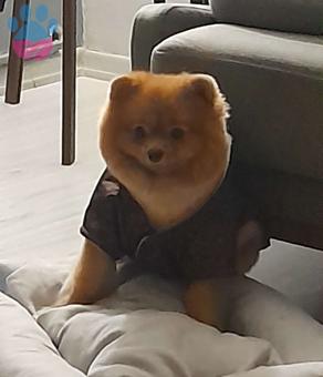 Pomeranian Boo 11 Aylık Oğlum Poffy Eş Arıyor