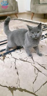 British Shorthair Kedimize Eş Arıyoruz 1 Yaşında