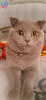 Scottish Fold 8 Aylık Oğluma Eş Arıyorum