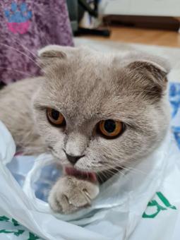 Scottish Fold Kedime Eş Arıyorum