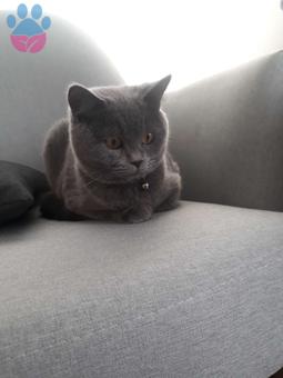 British Shorthair Erkek Kedime Eş Arıyorum