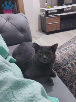 British Shorthair 11 Aylık Kedime Eş Aranıyor