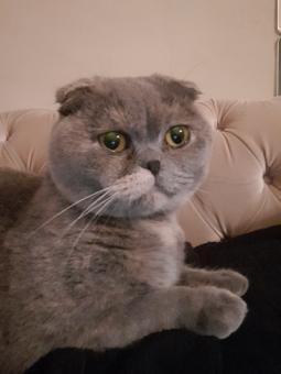 Scottish Fold 1.5 Yaşında Kedime Eş Arıyorum