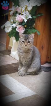 British Shorthair 1 Yaşında Kedime Eş Arıyorum