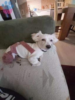 Maltese Terrier Sıfır Numara Oğlum Çakıl Eş Arıyor