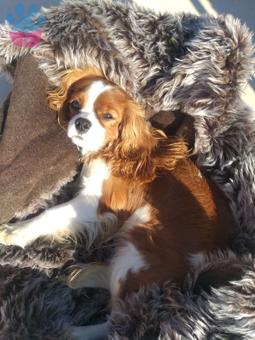 Cavalier King Charles Oğluma Eş Arıyorum