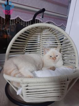 British Shorthair Oğluşuma Eş Arıyorum