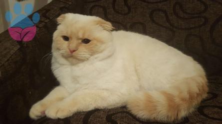 Scottish Fold Oğlumuz Eş Arıyor