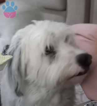 Maltese Terrier Oğlum Hera Eş Arıyor