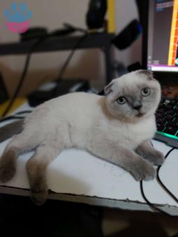 Scottish Fold Bluepoint Kızıma Eş Arıyorum