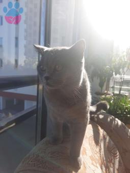 British Shorthair 10 Aylık Kedime Eş Arıyorum