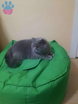 British Shorthair 1 Yaşında Kedime Eş Arıyorum