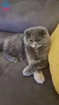 Kızgınlıktaki Scottish Fold Dişi Kedimize Beyaz Erkek Arıyoruz