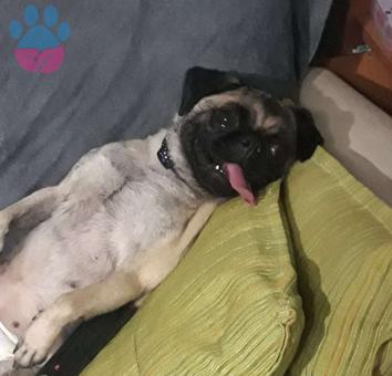 Pug 1 Yaşında Kızıma Eş Arıyorum