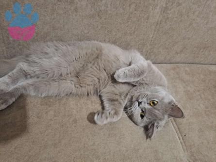 British Shorthair 1 Yaşındaki Kızıma Eş Arıyorum