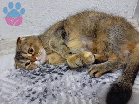 Scottish Fold Kızıma Damat Adayı Arıyorum