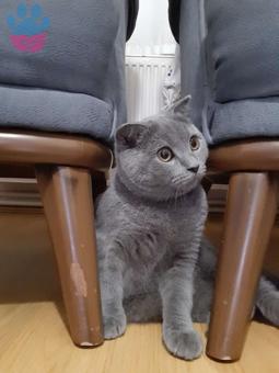 Scottish Fold 6 Aylık Kedime Eş Arıyorum