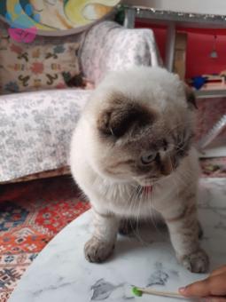 Scottish Fold Kızıma Eş Arıyorum 8 Aylık