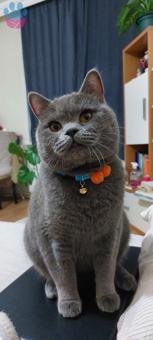 British Shorthair 1 Yaşındaki Oğluma Eş Arıyorum