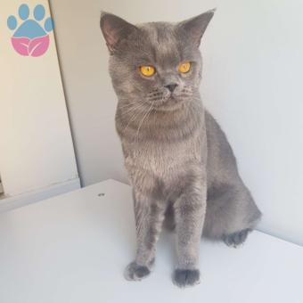 British Shorthair Oğlumuza Eş Arıyoruz