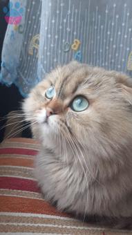 Scottish Fold Oğlumuza Eş Arıyoruz