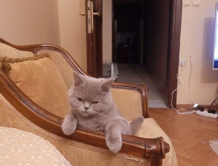 British Shorthair 1 Yaşında Kedime Eş Arıyorum