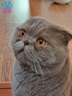 Scottish Fold Kedime Eş Arıyorum 3.5 Yaşında