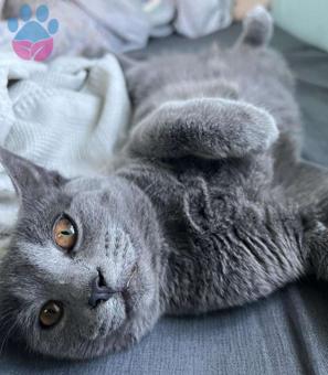 British Shorthair Cinsi Kedime Eş Arıyorum