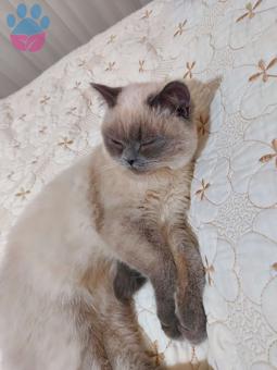 British Shorthair Paşa Eş Arıyor 10 Aylık