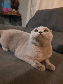 Scottish Fold 1 Yaşında Kedime Eş Arıyorum