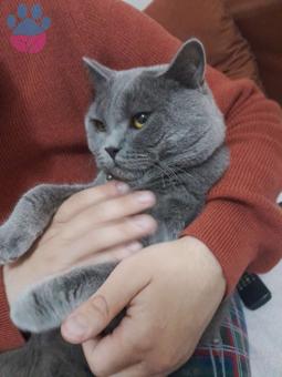 British Shorthair Erkek Kedime Dişi Arıyorum