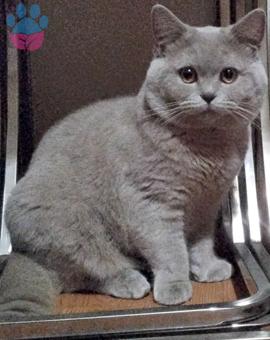 British Shorthair 10 Aylık Kedime Eş Arıyorum