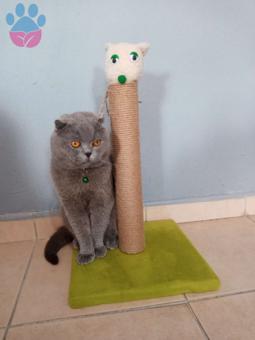 Scottish Fold Sezar&#8217;a Acil Eş Arıyoruz