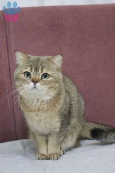 British Shorthair Şecereli NY25 Kedime Eş Arıyorum