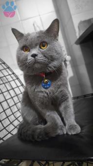 British Shorthair 2 Yaşında Kedime Eş Arıyorum