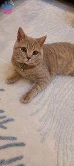 British Shorthair Oğluma Eş Arıyorum