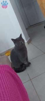 British Shorthair 1 Yaşında Oğluma Eş Arıyorum