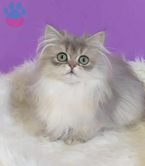 British Longhair Kızıma Eş Arıyorum