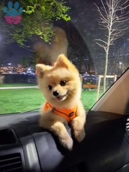 Pomeranian Boo 2 Yaşında Köpeğime Eş Arıyorum