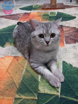 British Shorthair 1 Yaşında Kedime Eş Arıyorum