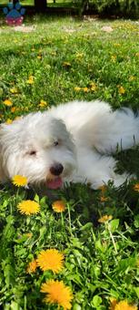 Maltese Terrier Oğlumuza Eş Arıyoruz