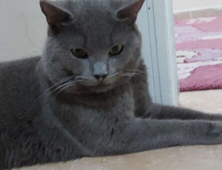 British Shorthair 1 Yaşında Oğluma Eş Arıyorum