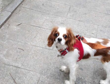 Cavalier King Charles Prensesime Prens Eş Arıyorum