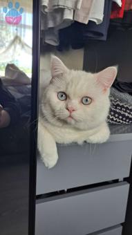 British Shorthair Arel Eş Arıyor 10 Aylık