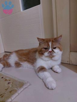 Exotic Shorthair Oğluma Eş Arıyorum