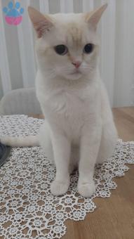 British Shorthair 1 Yaşındaki Oğluma Eş Arıyorum